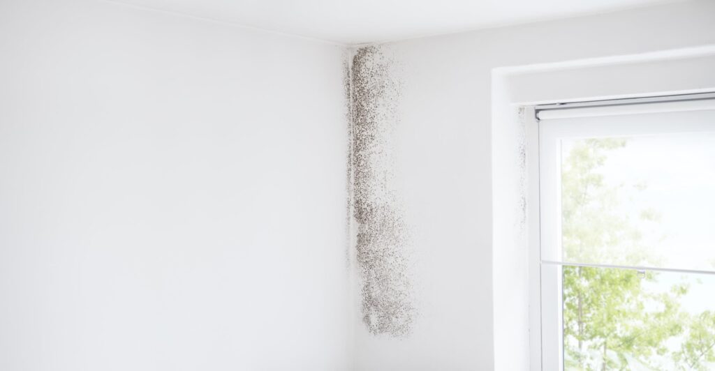 Can You Paint Over Mold? Here’s Our Definitive Answer A New View Painting