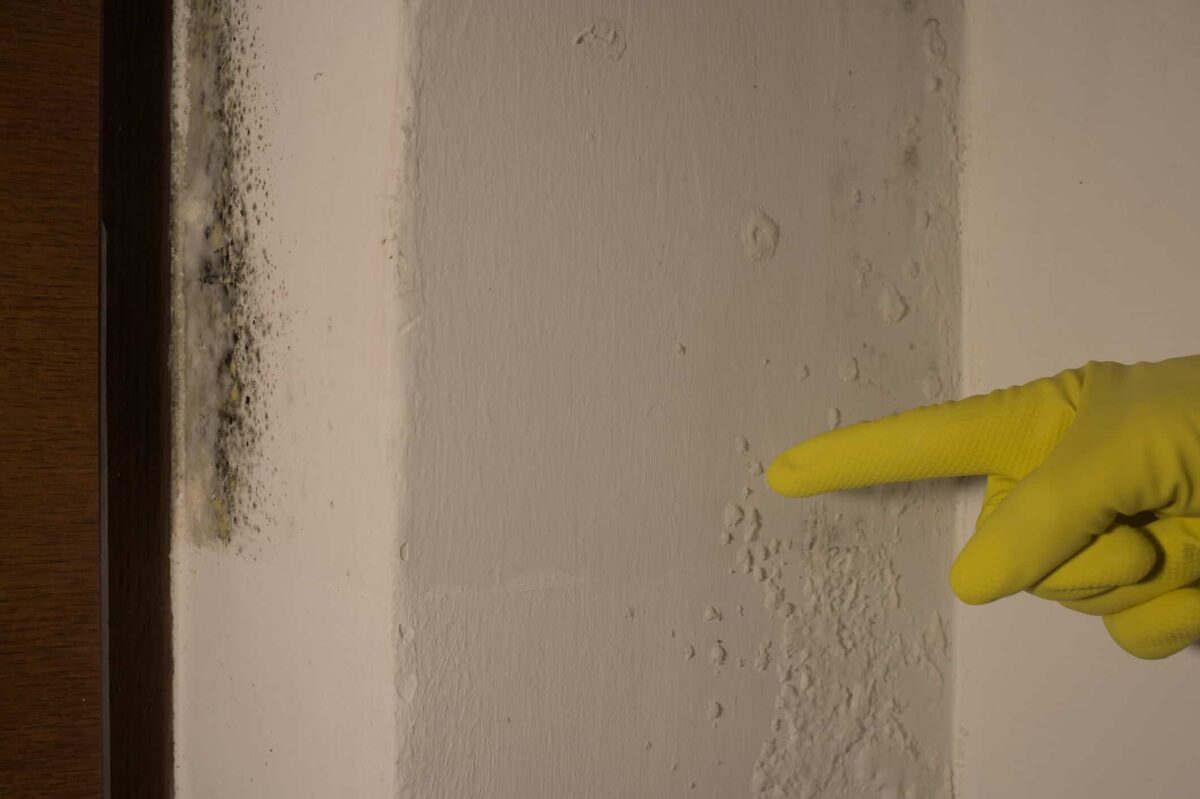 Can You Paint Over Mold? Here’s Our Definitive Answer A New View Painting